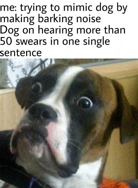 confused dog meme generator